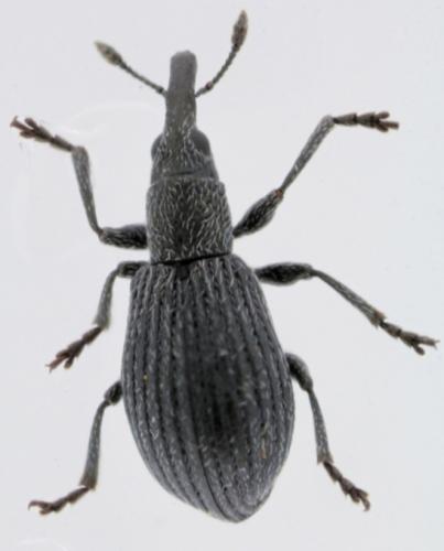 Perapion curtirostre